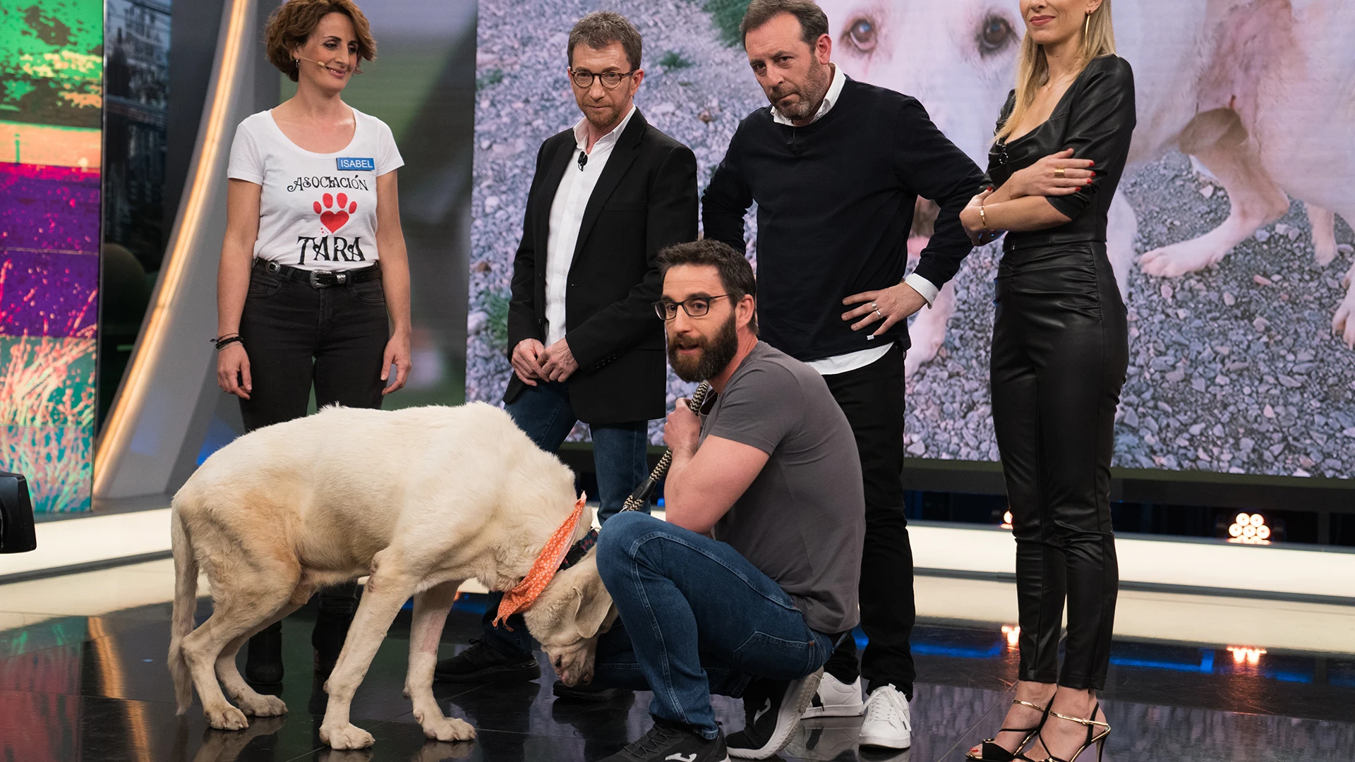 ¿Te gustaría adoptar a Titán, un noble mastín que fue herido de muerte?
