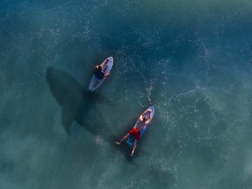 Surfistas con un tiburón bajo sus pies Surfistas con un tiburón bajo sus pies