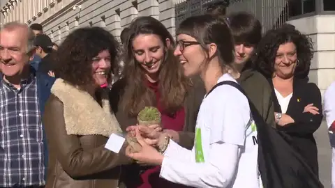 Reparto de cogollos de cannabis en el Congreso Reparto de cogollos de cannabis en el Congreso