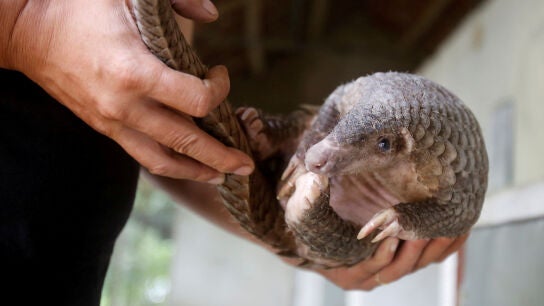 pangolin
