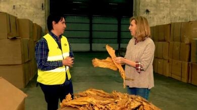 Agricultores de tabaco en Extremadura: 