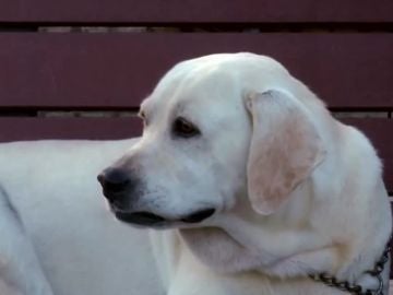 Perro que podría estar infectado de coronavirus