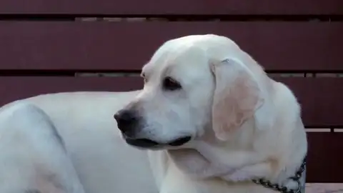 Perro que podría estar infectado de coronavirus Perro que podría estar infectado de coronavirus