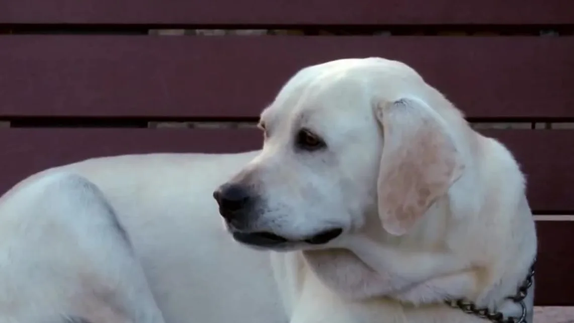 Perro que podría estar infectado de coronavirus Perro que podría estar infectado de coronavirus