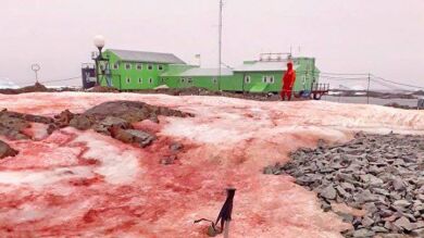 ¿Por qué el hielo de la Antártida se tiñe de rojo?