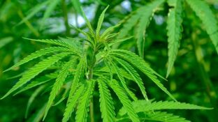 Planta de cannabis