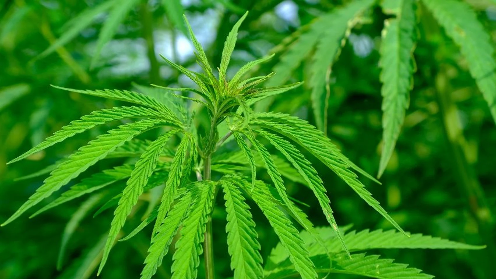 Planta de cannabis Planta de cannabis