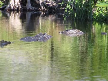 Caimán gigante Caimán gigante
