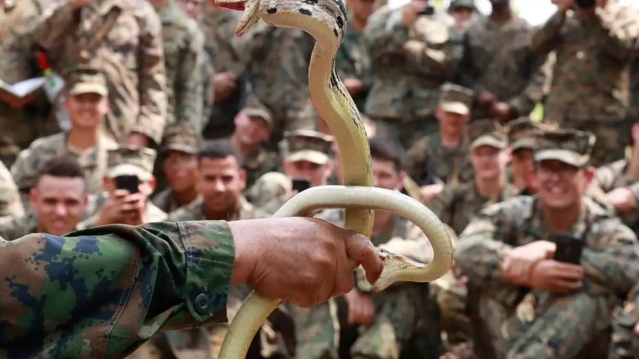 Un soldado agarra dos cobras con las manos Un soldado agarra dos cobras con las manos
