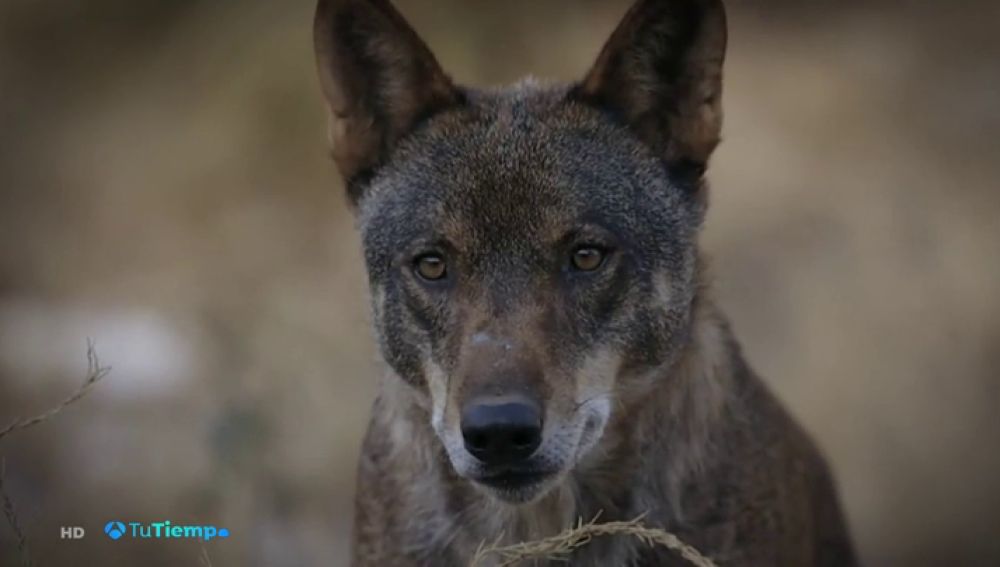 El lobo ibérico, embajador de la fauna patria