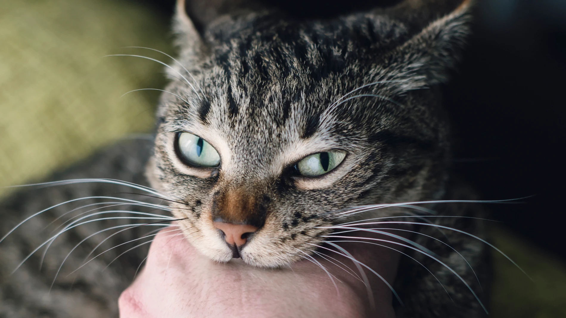 A los felinos no les mola la música A los felinos no les mola la música