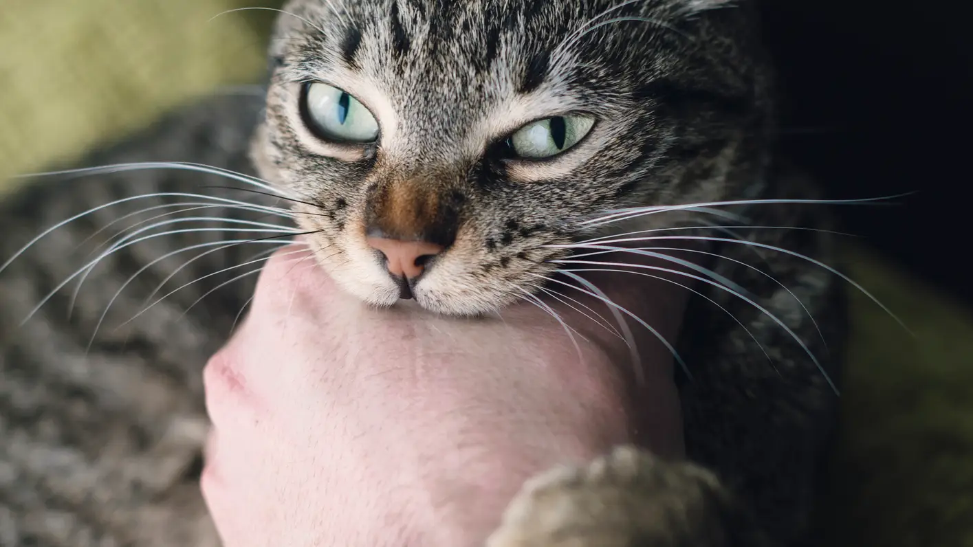 A los felinos no les mola la m&uacute;sica