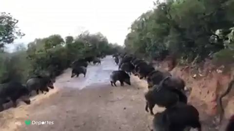 Tensión entre cazadores y animalistas por la superpoblación de jabalíes en Valencia Tensión entre cazadores y animalistas por la superpoblación de jabalíes en Valencia