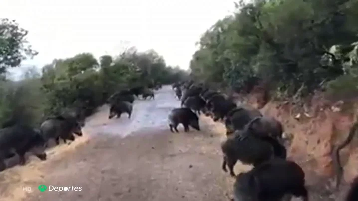 Tensión entre cazadores y animalistas por la superpoblación de jabalíes en Valencia Tensión entre cazadores y animalistas por la superpoblación de jabalíes en Valencia