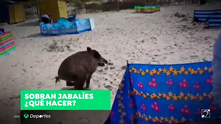 CLIP DEPORTES