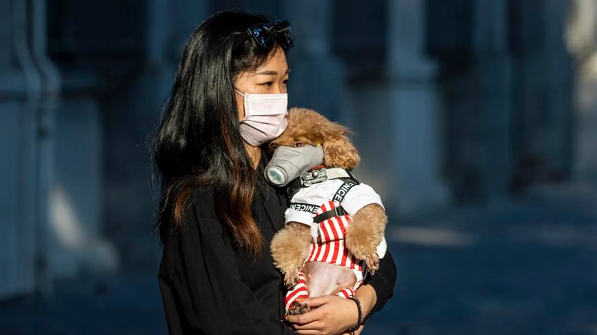 Mujer llevando a su perro con mascarilla Mujer llevando a su perro con mascarilla
