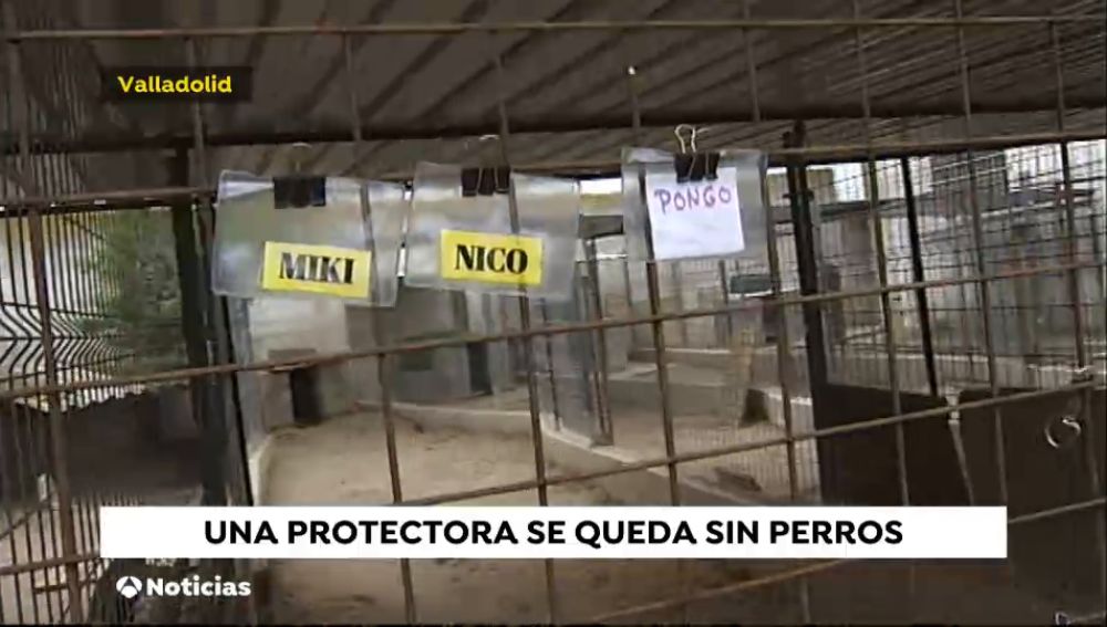 Protectora de animales en Salamanca se queda sin perros, todos son acogidos 