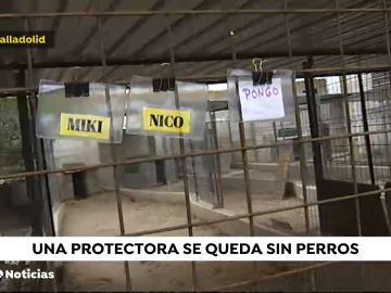 Protectora de animales en Salamanca se queda sin perros, todos son acogidos 