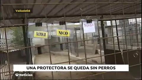 Protectora de animales en Salamanca se queda sin perros, todos son acogidos Protectora de animales en Salamanca se queda sin perros, todos son acogidos
