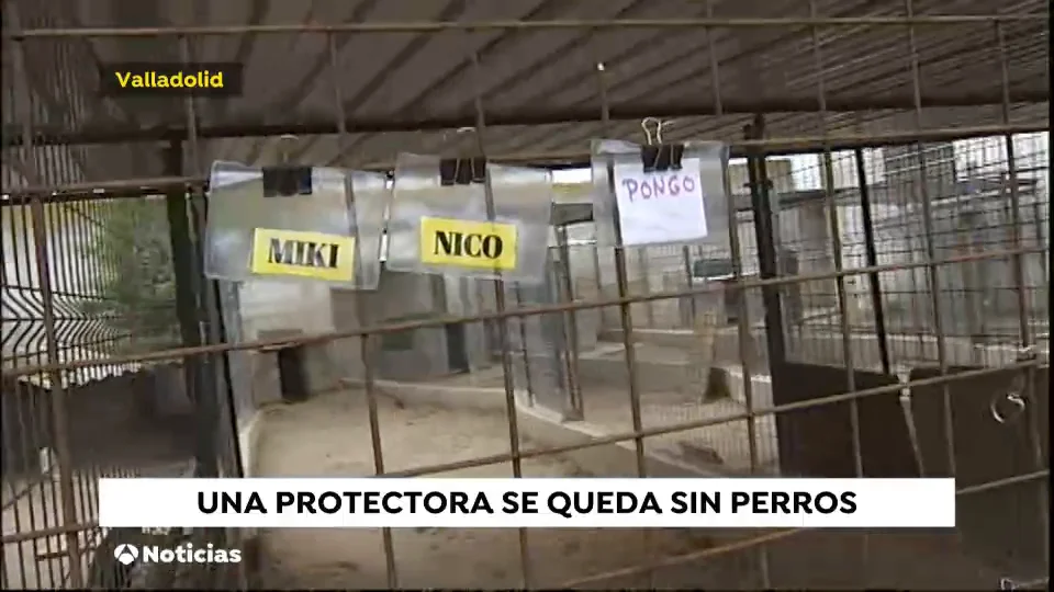 Protectora de animales en Salamanca se queda sin perros, todos son acogidos Protectora de animales en Salamanca se queda sin perros, todos son acogidos
