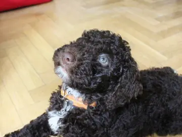 ¿Puedo sacar al perro por la noche durante el toque de queda del estado de alarma del coronavirus? ¿Puedo sacar al perro por la noche durante el toque de queda del estado de alarma del coronavirus?