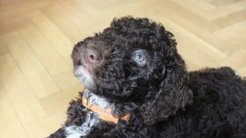 ¿Puedo sacar al perro por la noche durante el toque de queda del estado de alarma del coronavirus? ¿Puedo sacar al perro por la noche durante el toque de queda del estado de alarma del coronavirus?