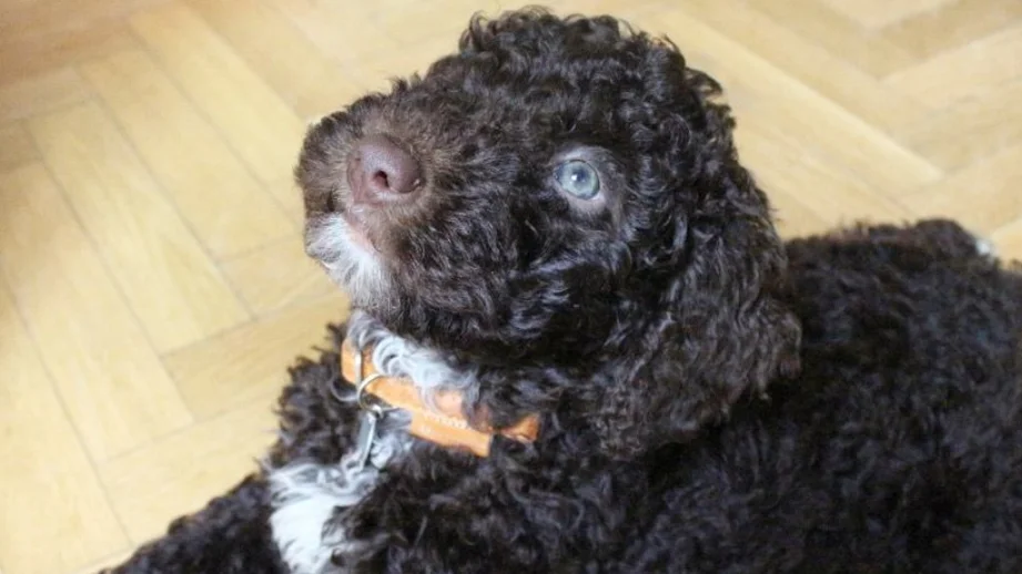 ¿Puedo sacar al perro por la noche durante el toque de queda del estado de alarma del coronavirus? ¿Puedo sacar al perro por la noche durante el toque de queda del estado de alarma del coronavirus?
