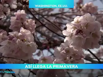 primavera primavera