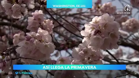 primavera primavera