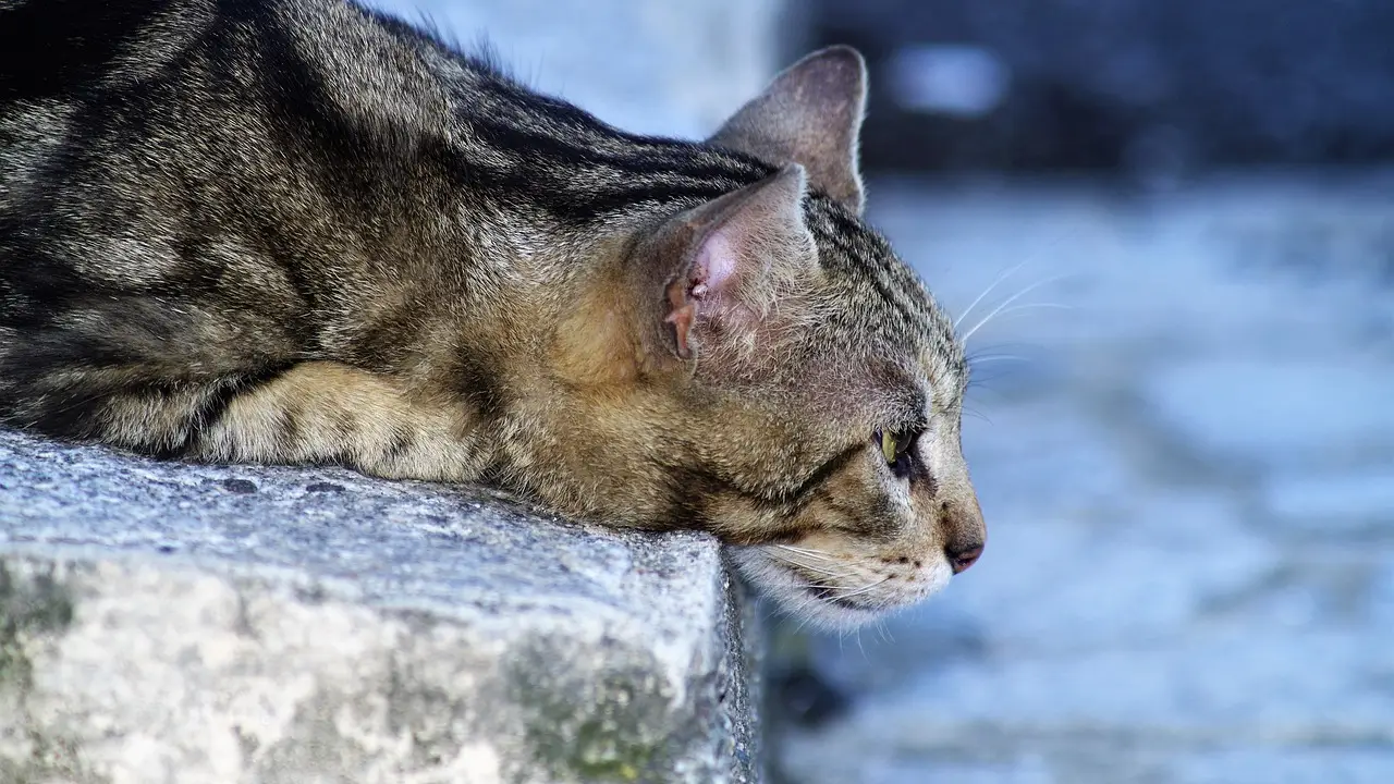 Gato Gato