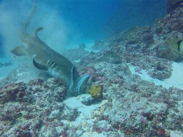 Tiburón contra pulpo Tiburón contra pulpo