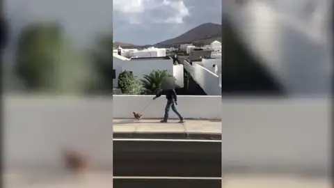 PaseoGalina PaseoGalina
