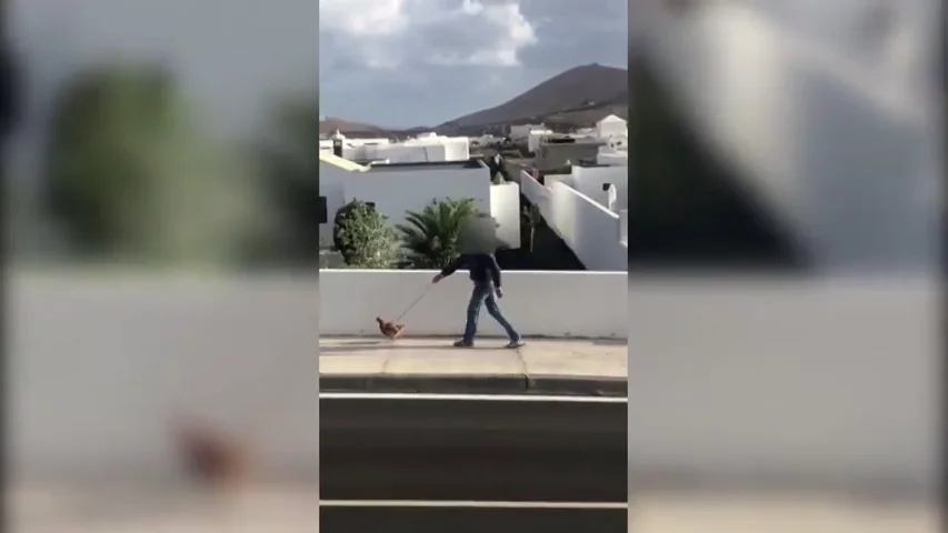 PaseoGalina PaseoGalina