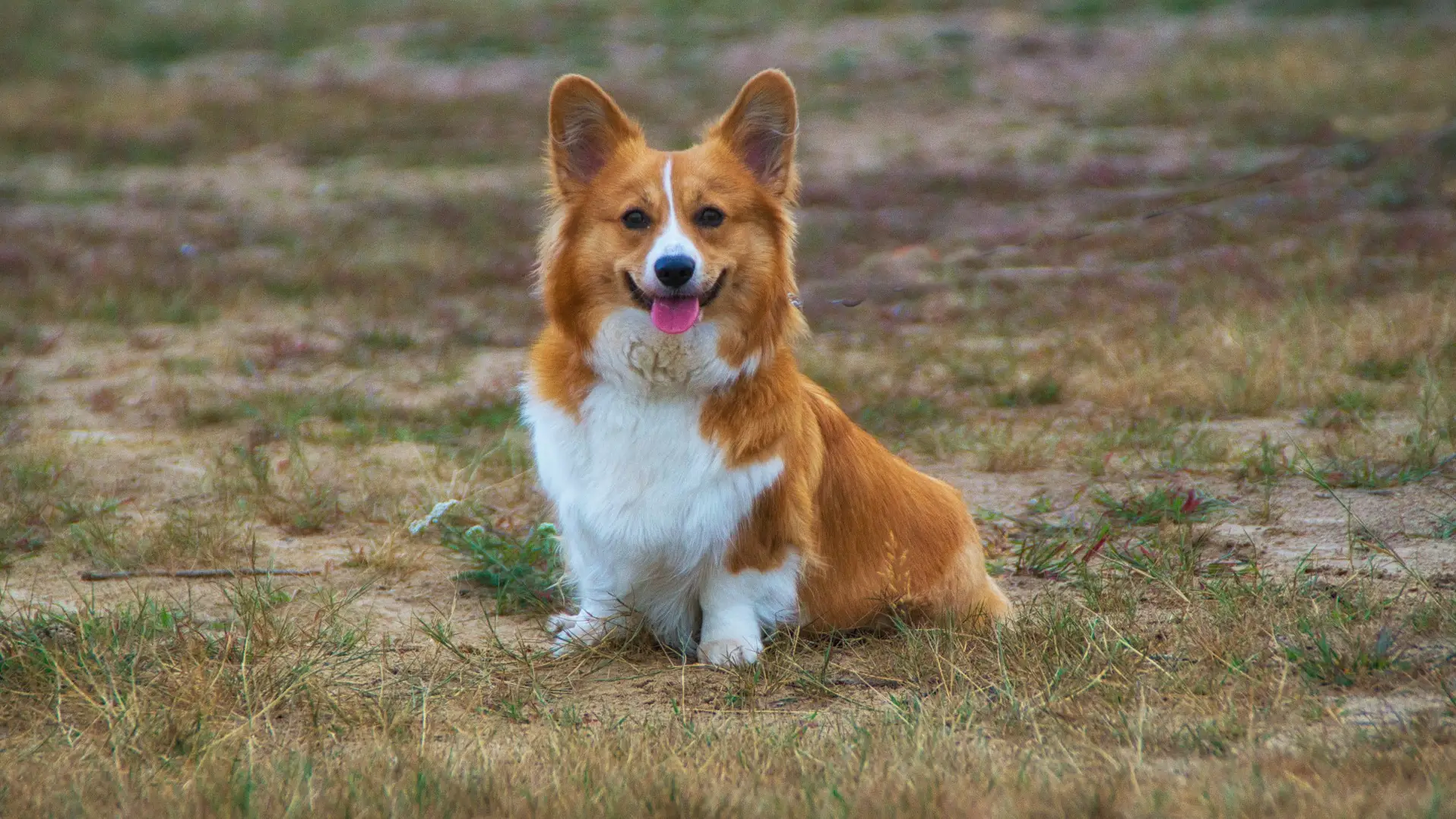 Un perro 'ensangrentado' se hace viral en Facebook Virales