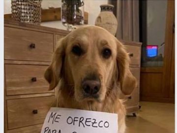 Anuncio para alquilar perros durante el estado de alarma