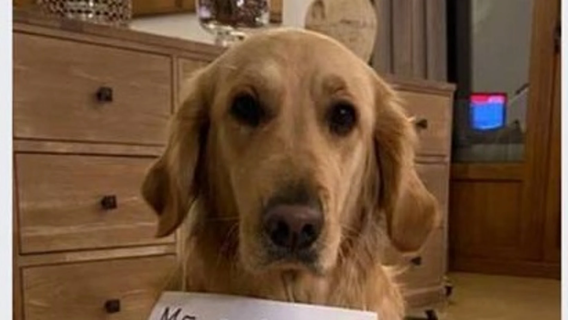 Anuncio para alquilar perros durante el estado de alarma Anuncio para alquilar perros durante el estado de alarma