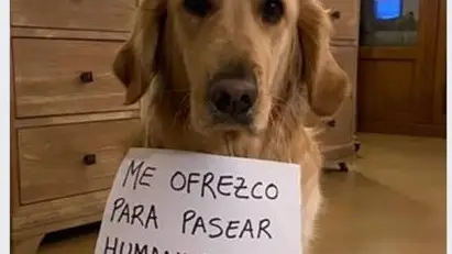 Anuncio para alquilar perros durante el estado de alarma Anuncio para alquilar perros durante el estado de alarma