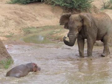 Elefante se enfrenta a hipopótamo Elefante se enfrenta a hipopótamo