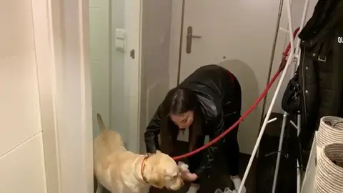 Desinfección de los animales Desinfección de los animales