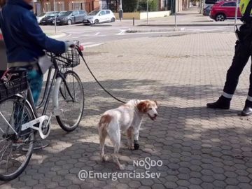 Una mujer denunciada en Sevilla por circular en bicicleta con su perro cojo atado al manillar en pleno estado de alarma