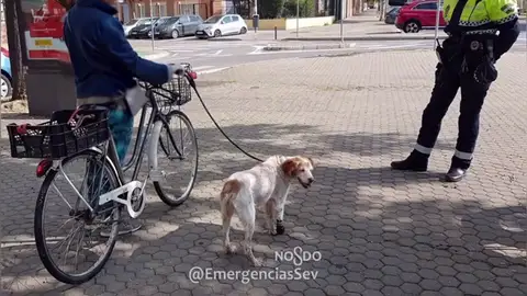 Una mujer denunciada en Sevilla por circular en bicicleta con su perro cojo atado al manillar en pleno estado de alarma Una mujer denunciada en Sevilla por circular en bicicleta con su perro cojo atado al manillar en pleno estado de alarma