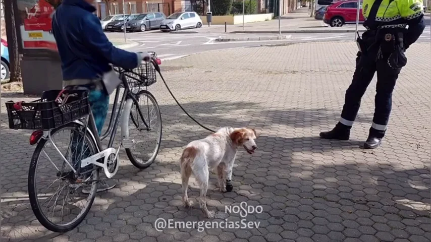 Una mujer denunciada en Sevilla por circular en bicicleta con su perro cojo atado al manillar en pleno estado de alarma Una mujer denunciada en Sevilla por circular en bicicleta con su perro cojo atado al manillar en pleno estado de alarma