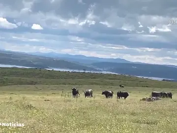 El sector del toro también sufre las consecuencias del confinamiento por el coronavirus El sector del toro también sufre las consecuencias del confinamiento por el coronavirus