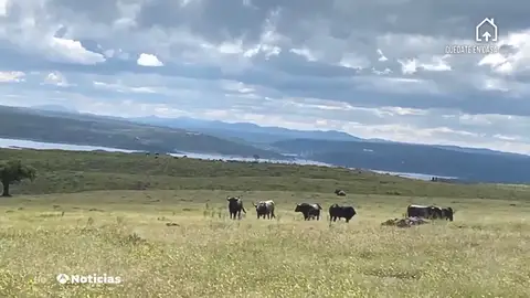 El sector del toro también sufre las consecuencias del confinamiento por el coronavirus El sector del toro también sufre las consecuencias del confinamiento por el coronavirus