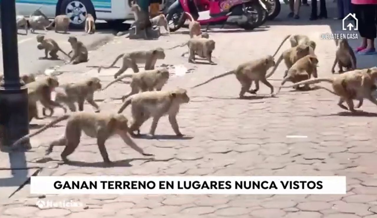 Los animales y la naturaleza conquistan las calles de todo el ...