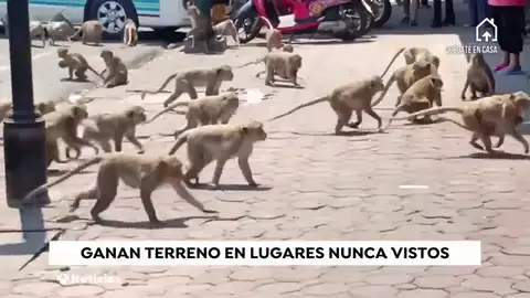 Los animales y la naturaleza conquistan las calles de todo el planeta 'gracias' al coronavirus Los animales y la naturaleza conquistan las calles de todo el planeta 'gracias' al coronavirus