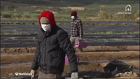 TEMPOREROS TEMPOREROS