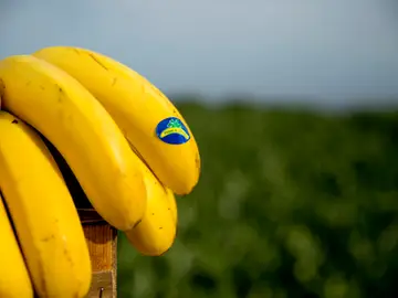 El plátano es una de las frutas más consumidas en España durante todo el año El plátano es una de las frutas más consumidas en España durante todo el año