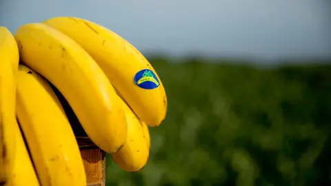 El plátano es una de las frutas más consumidas en España durante todo el año Plátano de Canarias