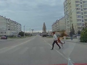 Perro cruzando la calle como un humano Perro cruzando la calle como un humano
